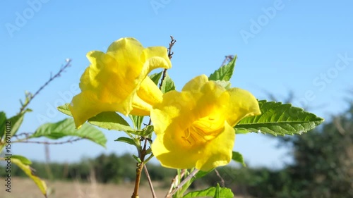 Tecoma stans plant or trumpetbush with beautiful yellow blooming flower in nature background.
