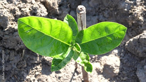 Young green Jackfruit plant with green leaves and soil in garden nature background. Concept of agriculture, tropical tree.