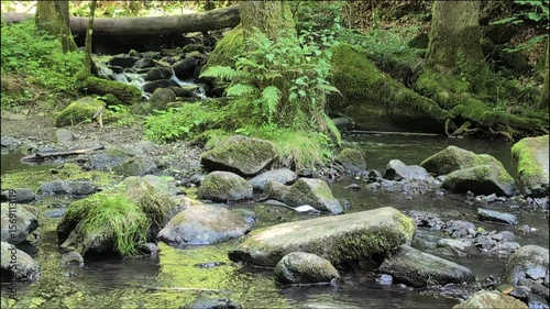 Gentle forest creek with clear water and moss-covered rocks, surrounded by lush green trees. Ideal for nature, relaxation, or environmental projects