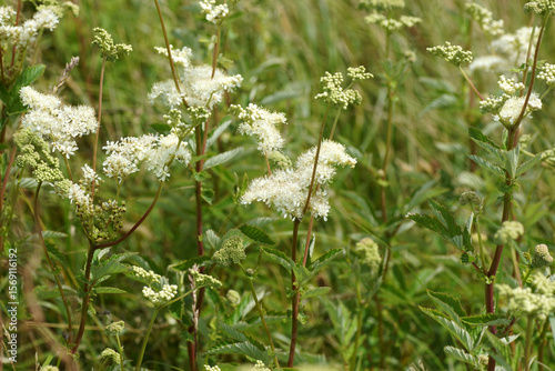 White flowers of Filipendula ulmaria, meadowsweet, mead wort. Family Rosaceae. Grass. Summer, July, Netherlands.