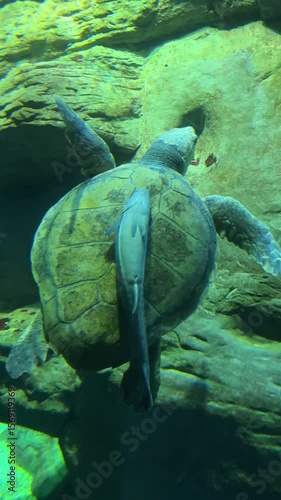 Close-up of a loggerhead sea turtle resting on a rock with a smooth-hound shark swimming nearby.  Captured underwater in an aquarium setting, showcasing the intricate details of these marine