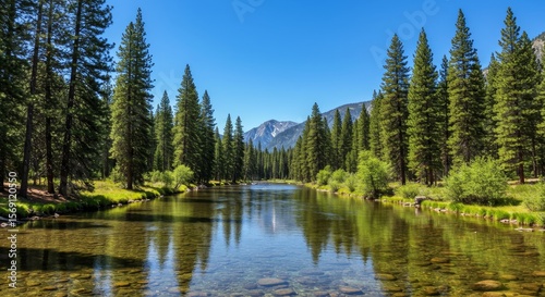 Majestic Mountain River, Coniferous Forest Reflection