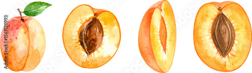 Golden bracelet isolated on white with fresh, ripe apricot halves