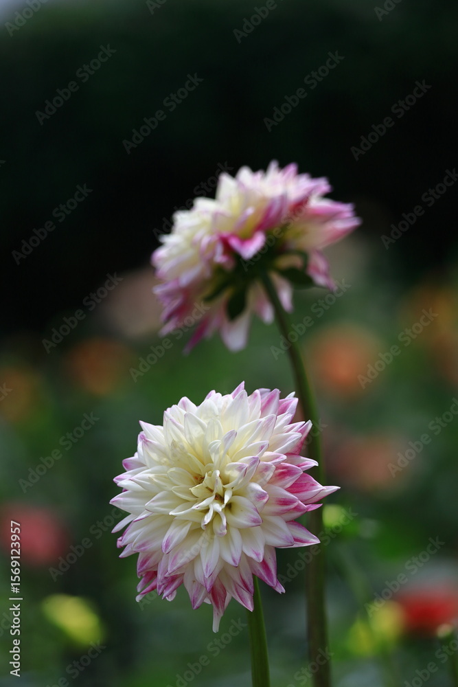 Obraz premium 色鮮やかな大輪