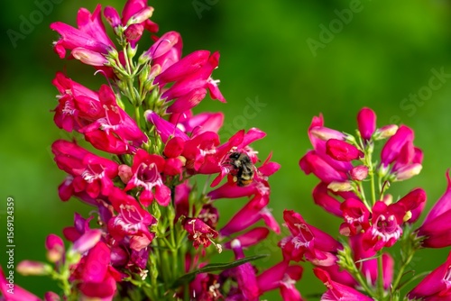 Close-up of pink penstemon flowers with a bee collecting nectar, set against a green background.