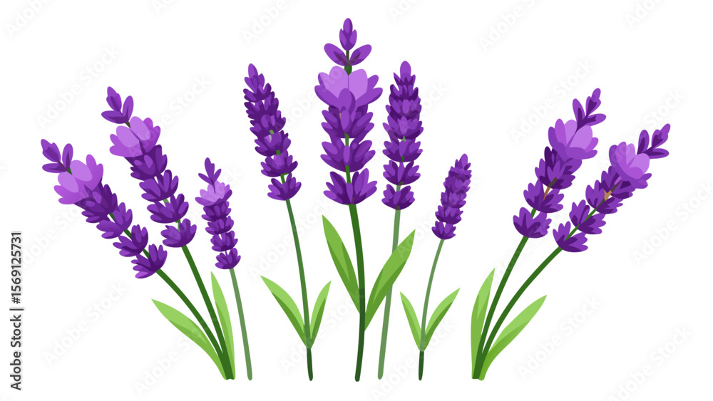 Obraz premium Vector art of a collection of vibrant purple lavender flowers isolated on a white background