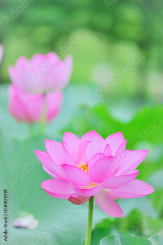 夏の朝に咲くピンクの蓮