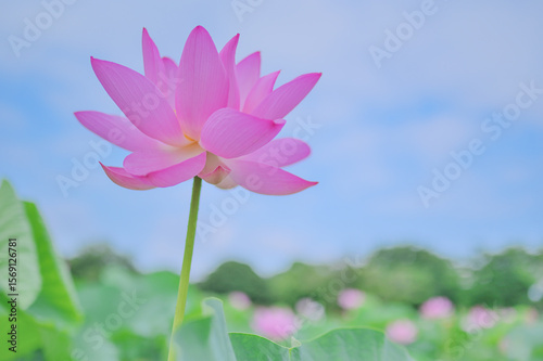 夏の朝に咲くピンクの蓮