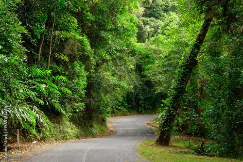A solitary journey along a misty rainforest road near Cairns—where towering trees, damp earth, and filtered light create a moody, immersive escape into tropical wilderness.