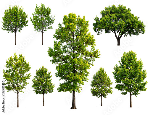 Set of colorful trees, isolated on transparent background