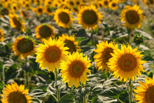 Wide Field of Blooming Sunflowers in Daylight