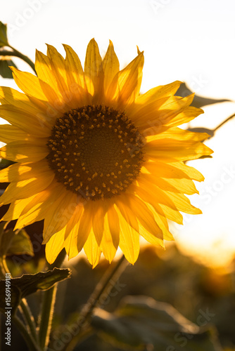 Sunflower Silhouette Glowing in Evening Sunlight