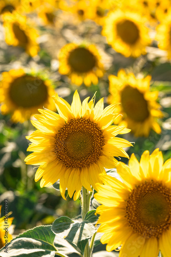 Sunflowers Blooming Under Bright Summer Sun