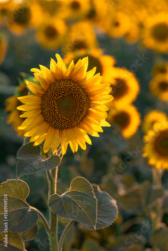 Bright Sunflower in Bloom at Sunset on a Summer Field