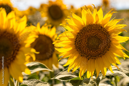 Sunflower Field on a Bright Sunny Day