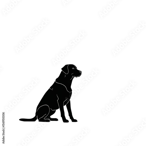 Black Labrador Retriever Puppy and Dog Portrait on White Background