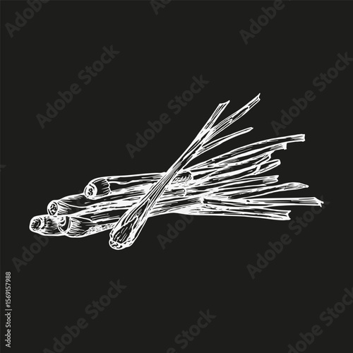 Lemongrass herb sketch illustration. Plant botanical drawing for culinary, wellness, natural cosmetics, and garden decor. Hand drawn floral vector clipart isolated
