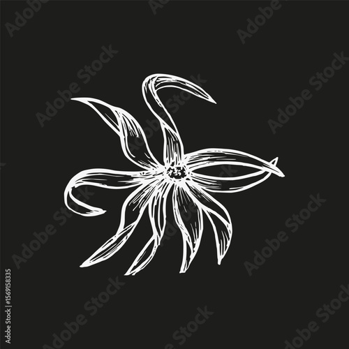 Ylang-ylang flower sketch drawing. Outline illustration for use in aromatherapy, wellness, natural cosmetics, culinary herbs, and garden decor. Hand drawn floral vector clipart isolated