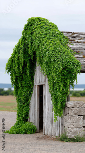 Vintage farm, Weathered barn roof with climbing vines in high fidelity image.