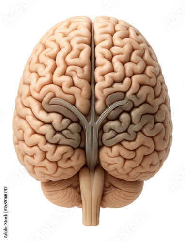 Primate brain with convoluted surface and distinct gray matter