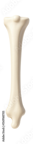 Human tibia with noticeable tibial tuberosity and medial malleolus