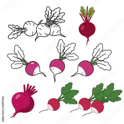 Fresh beetroot and radish graphic featuring root vegetables with vibrant colors and line art for healthy food designs.