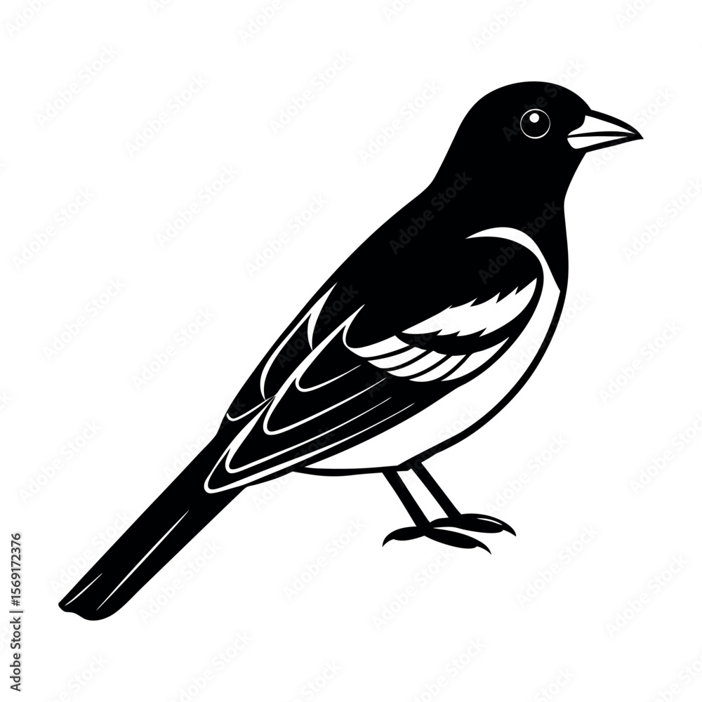 Obraz premium Baltimore Oriole Songbird Clipart 