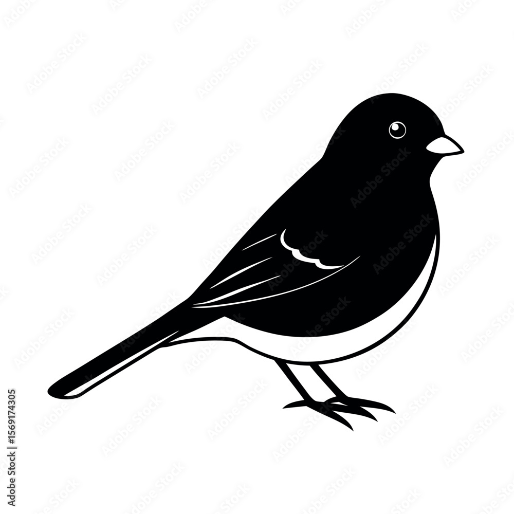 Obraz premium Dark Eyed Junco Small Bird Vector 