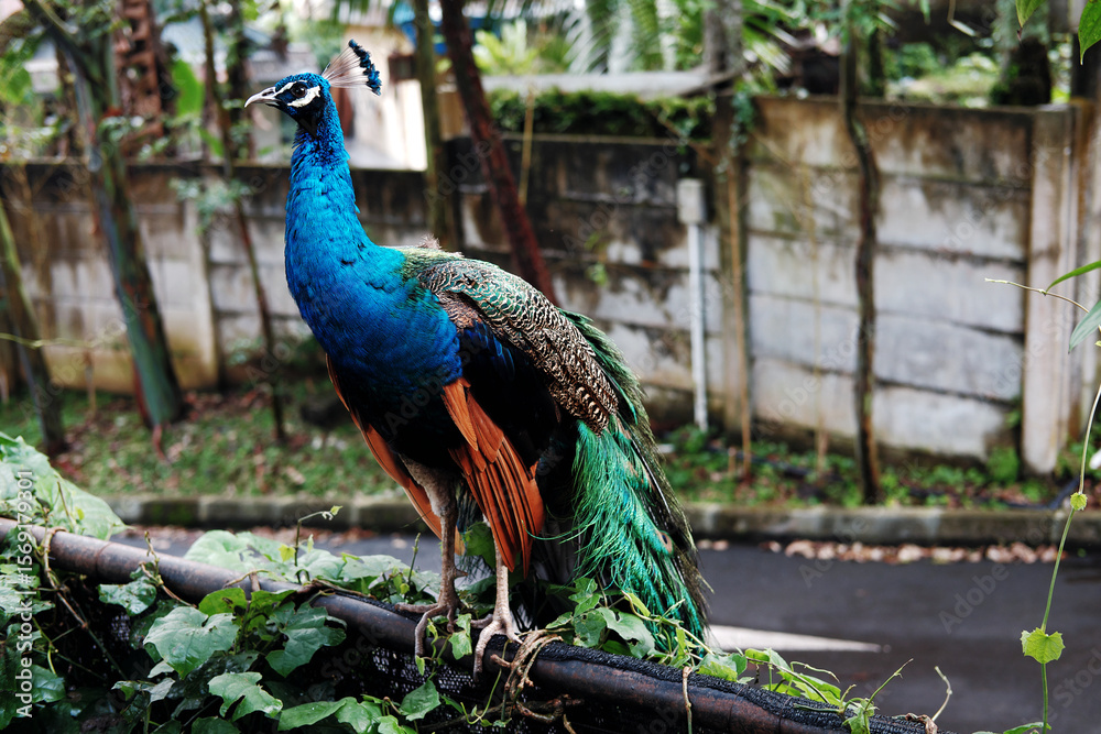 Fototapeta premium A vibrant peacock perches amidst lush greenery, with a concrete wall and road in the background, hinting at a structured yet natural environment.