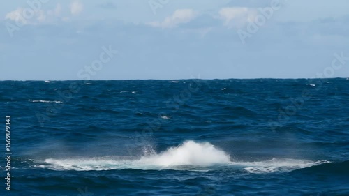 A realistic animation of a whale's fluke rising and submerging, ideal for documentaries, marine storytelling, and conservation content.

