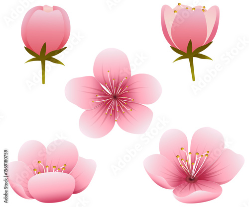 Cherry blossom set isolated on white background. Vector illustration.