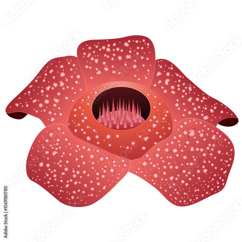 Illustration of a rafflesia flower or corpse flower on a white background, vector illustration