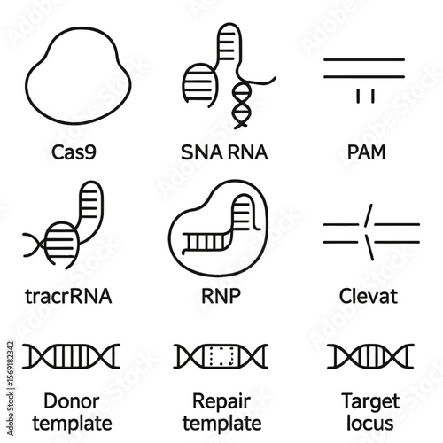 CRISPR-Cas9 Icon Set. Line style icons of CRISPR-Cas9 Components: Cas9 protein, single-guide RNA, PAM sequence, tracrRNA scaffold,