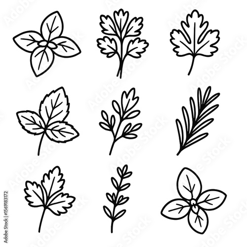 Salad Herb Icons. Line style icons of Salad Herbs: basil sprig, parsley bunch, cilantro leaf, dill frond, mint leaf, thyme sprig,