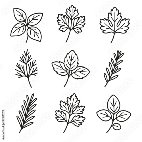 Salad Herb Icons. Line style icons of Salad Herbs: basil sprig, parsley bunch, cilantro leaf, dill frond, mint leaf, thyme sprig,