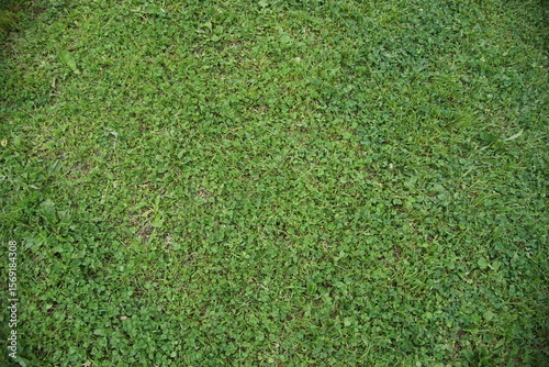 一面に広がるクローバー