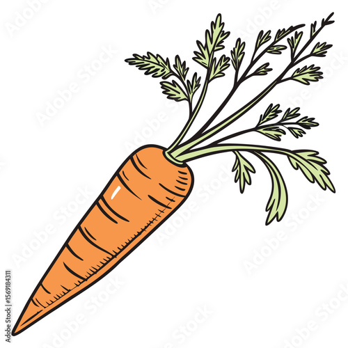 Fresh Carrot Isolated on White Background