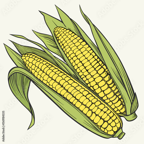 Fresh Sweet Corn on the Cob Isolated on White Background