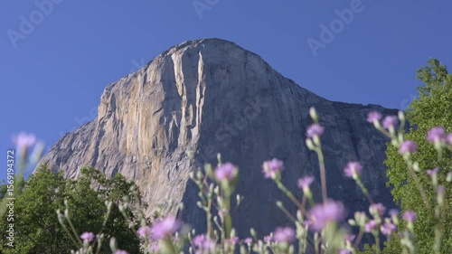 Footage featuring the towering granite face of El Capitan in Yosemite National Park, California, with vibrant spring flowers blooming in the foreground.