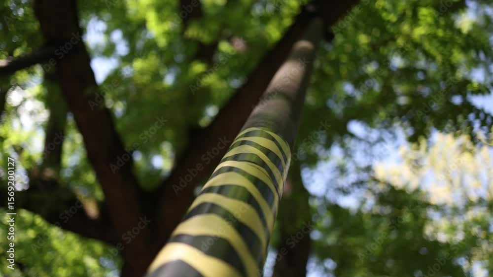 Support pole reinforces tree branch to prevent breakage promoting healthy growth and preserving the natural canopy in well-maintained green space