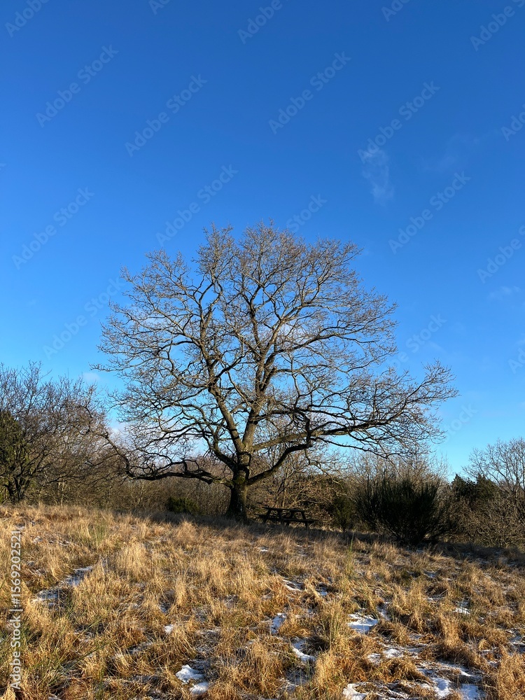 Fototapeta premium lonely tree in the field
