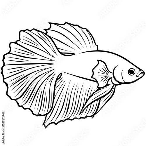 Fighting fish vector illustration