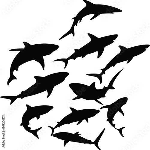 Dangerous hunter silhouette black and white shark isolated underwater killer 