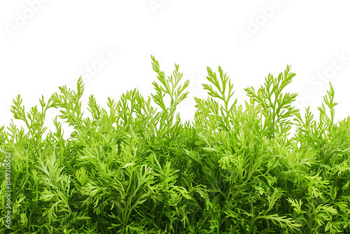 Vibrant green feathery foliage of a healthy plant against a clean white background