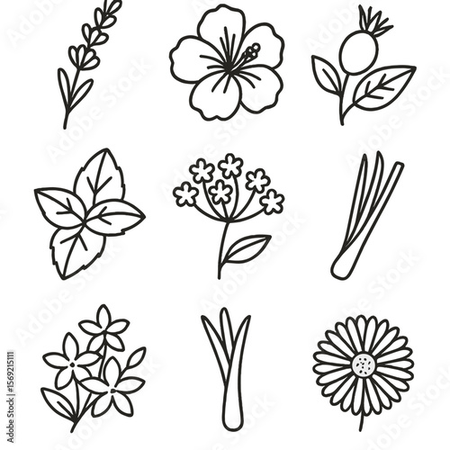 Herbal Floral Icons. Line style icons of Herbal & Floral Infusions: lavender sprig, hibiscus petal, rosehip berry, peppermint leaf