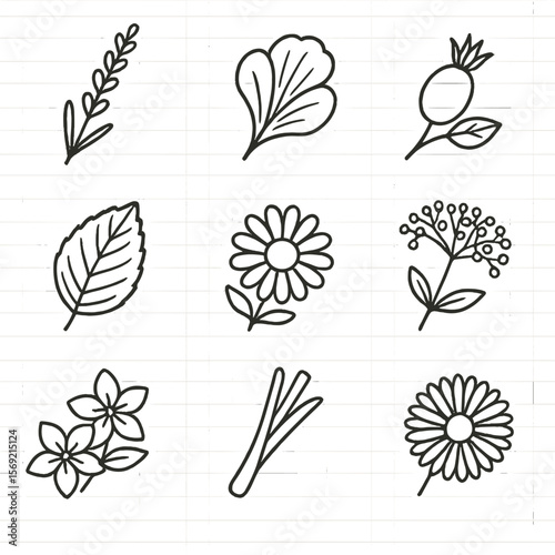 Herbal Floral Icons. Line style icons of Herbal & Floral Infusions: lavender sprig, hibiscus petal, rosehip berry, peppermint leaf
