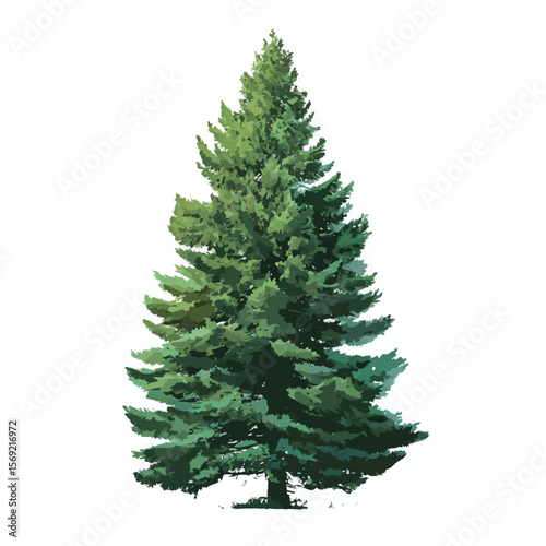 pine tree isolated in White Background, pine tree vector, Flat lay vector illustration