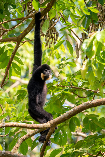 Wallpaper Mural Southern Yellow-cheeked Crested Gibbon - Nomascus gabriellae, beautiful brown gibbon monkey from canopy of tropical forests in Southeast Asia, Vietnam. Torontodigital.ca