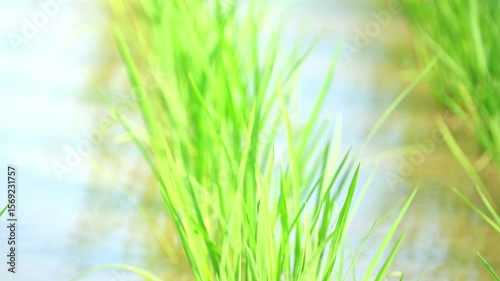 Rice paddies, summer in rural Asia