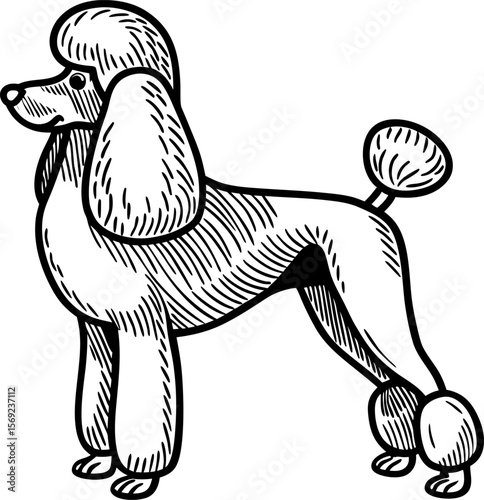 Elegant poodle illustration hand drawn grooming, pedigree pet breed stylish dog silhouette, purebred animal art